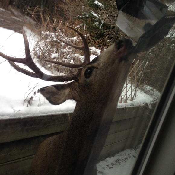 Meet your Posher, Luna - Picture 11 of 15